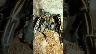 Thai zebra tarantula Cyriopagopus albostriatus [upl. by Mide]