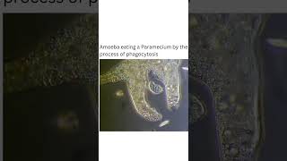 amoeba eating a paramecium by the process of phagocytosis youtubeshortmedicosstudypoint🩸🫁🫀💓 [upl. by Noirda]