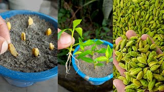 Best amp simple method for grow cardamom from seed at home  How to grow cardamom plant at home [upl. by Egidio337]