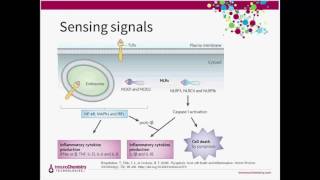 Inflammation Pyroptosis and Detecting Casapse1 Activity [upl. by Etterual]