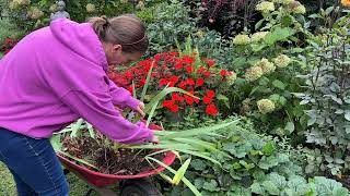 Dividing amp Transplanting Bearded Iris Rhizomes Transplanting Japanese Anemones Garden Fireworks [upl. by Siramad]