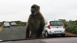 Affenartig Pavianplage in Südafrika  SPIEGEL TV [upl. by Adnar]