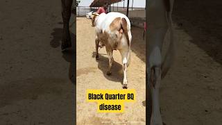 Black Quarter BQ disease  Clostridial Disease  BQ treatment animalshorts youtubeshorts cow [upl. by Llecrup]