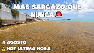 PLAYA DEL CARMEN SARGAZO EXCESIVO🔴HOY ULTIMA HORA 4 AGOSTO 2023🌴PLAYACAR [upl. by Enoryt]