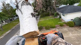 Dead Birch Tree Removal [upl. by Tripp]