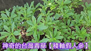 神奇的台灣青草【稜軸假人參】 [upl. by Wooldridge]