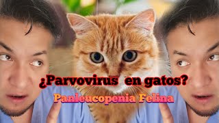 Panleucopenia felina ¿Parvovirus en gatos [upl. by Eleanora586]