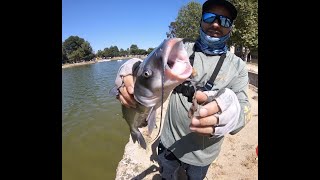 Pescando bagres en Guasti Regional Park  Fishing for catfish [upl. by Eidde]