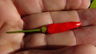 ⟹ Tabasco Pepper  Capsicum frutescens  Pod Review [upl. by Pinette565]