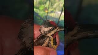 yellow bellied sapsucker rescue [upl. by Novyaj705]