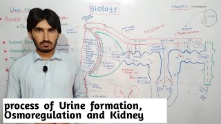 Process of urine formation  Osmoregulation  and kidney  chapter Homeostasis  class 10th [upl. by Nicholl]