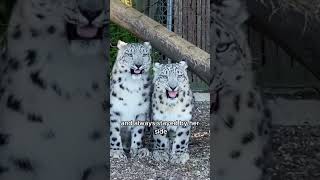 Snow leopard can’t sleep when she’s pregnanther husband’s behavior warms the heart animals love [upl. by Huskamp939]