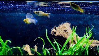 Molly Fish Mating Display  Poecilia Velifera Campeche [upl. by Brandyn]