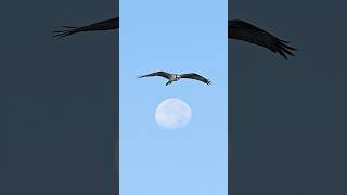 Osprey hovers right about an almost full moon [upl. by Ayle808]