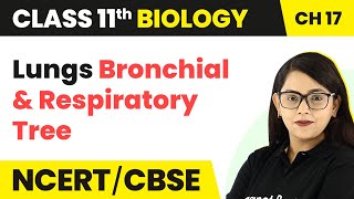 Lungs Bronchial and Respiratory Tree Breathing and Exchange of GasesClass 11 Biology [upl. by Pfeffer]