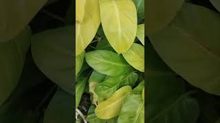 Light green leave plant [upl. by Tavis738]