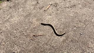 Slow worm on the move [upl. by Mackie533]