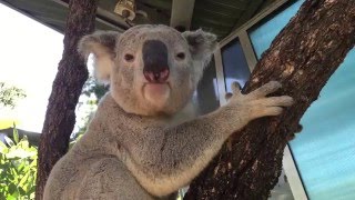 Koala mating call at Taronga [upl. by Eisak]