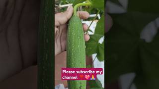 gardeningorganic terrace gardenviralvideo📸harvestingvegetable cuttingytshortplease subscribe🙏 [upl. by Sybyl]