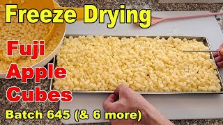 Freeze Drying Batches of Fuji Apple Cubes 7 Batches [upl. by Horodko]