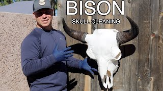 SKULL CLEANING A GIANT BISON quotHOW TOquot [upl. by Colbert]