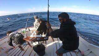 IFISH  Bermagui Marlin Madness [upl. by Eelyrag]