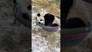 （灵岩）lingyan잘 자고 있네 ㅋㅋㅋㅋㅋ😂판다귀여워 panda cute 大熊猫 国宝大熊猫 cutepanda [upl. by Emelun]