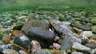 Chehalis River full of spawning Salmon Go Pro video [upl. by Nethsa]