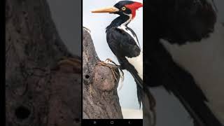 IVORY BILLED WOODPECKER CALLS DRILLING [upl. by Mordecai]