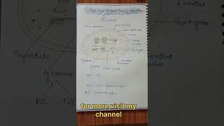 Photosynthesis in plants l easy handwrittenotes biologynotes neet ytshortsviral [upl. by Darn]