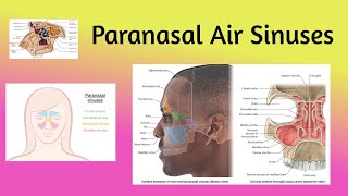 Anatomy of Paranasal Air SinusesTypesLocation DevelopmentImportance Clinical correlation👃👀🍃 [upl. by Seena462]