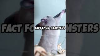 5 Fun Facts About Hamsters You Didnt Know [upl. by Anytsirk]