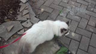 7 Month old Ragdoll kitten Charlie Going for a walk [upl. by Ardath]