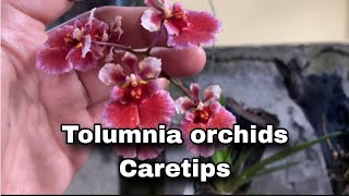 Tolumnia Orchids  Caretips [upl. by Elyod]