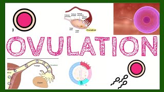 Ovulation  tout ce que vous devez savoir [upl. by Funch]