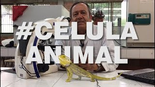 Qué son Células Animales Cuántas clases hay [upl. by Wartow]