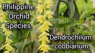 Dendrochilum cobbianum in Bloom How to Take Care and Culture Tips [upl. by Franchot972]