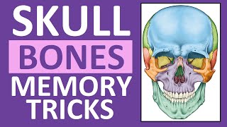 Skull Bones Mnemonic Cranial and Facial Bones  Anatomy and Physiology [upl. by Nacnud881]