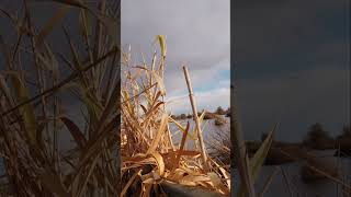 Watch these 2 ducks locked to the call beautiful shots  duckhunting hunting goosehunting [upl. by Weatherley]