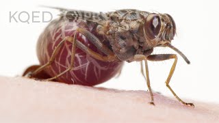 A Tsetse Fly Births One Enormous MilkFed Baby  Deep Look [upl. by Malvina414]