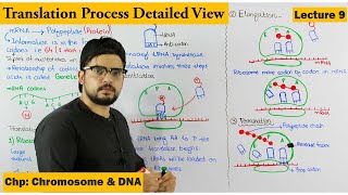 Translation  Protein Synthesis  Step wise  Lecture 9 [upl. by Laverna]