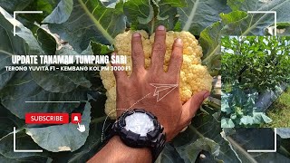 Sistem Tumpang Sari  Yuvita F1 dan PM 3000 F1 [upl. by Yerg793]