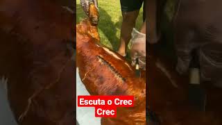 Os Que Amam Um Leitão à Pururuca se Manifestem shorts pururuca leitão churrasco viral [upl. by Sudnac]