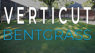 Verticut Bentgrass  Verticut Putting Green [upl. by Shellans549]