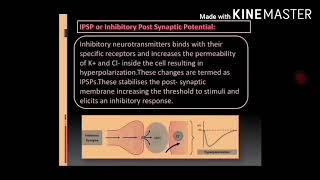 NHT and SynthesisStorage and Release of Neurotransmitters in Adrenergic and Cholinergic neurons [upl. by Ennobe330]