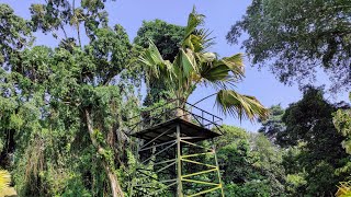 Sea Coconut Lodoicea maldivica Grove in Bogor Botanic Garden Java [upl. by Lorette]