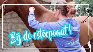 6 paarden naar de osteopaat  VLOG82 [upl. by Ahsiekrats878]