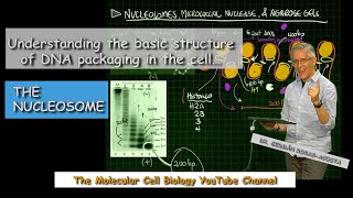 Understanding the nucleosome [upl. by Attenaz287]