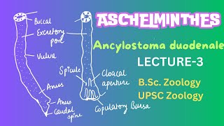 Ancylostoma duodenale  Parasitic Nematodes  Zoology  Notes in description [upl. by Wohlen]