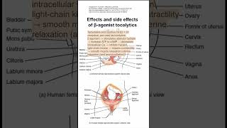 Effects and side effects of βagonist tocolytics [upl. by Aicele816]